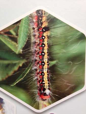 Exhiben Plantas y Animales Venenosos en el Museo de Historia Natural de la UMSNH - Foto 1 