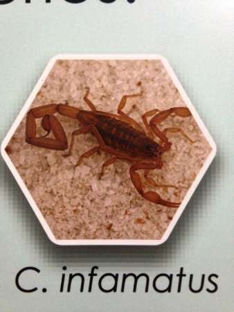 Exhiben Plantas y Animales Venenosos en el Museo de Historia Natural de la UMSNH - Foto 2 