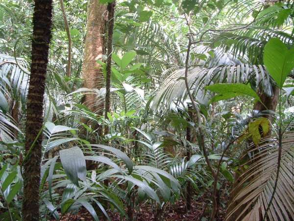 La actividad humana perturba ecosistemas y afecta la biodiversidad incluso de manera indirecta: Estudio de la UNAM 