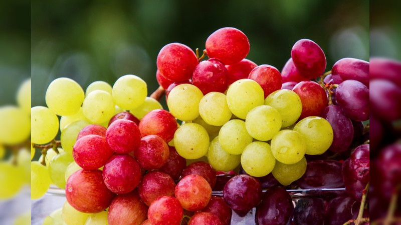 Kilo de uva verde podría costar más de $100, en Morelia, Michoacán  