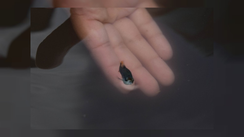 Logran investigadores de la UMSNH rescatar especie de la extinción