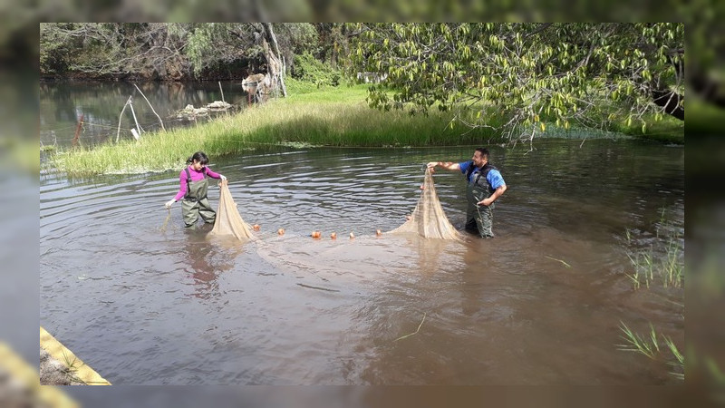 Logran investigadores de la UMSNH rescatar especie de la extinción