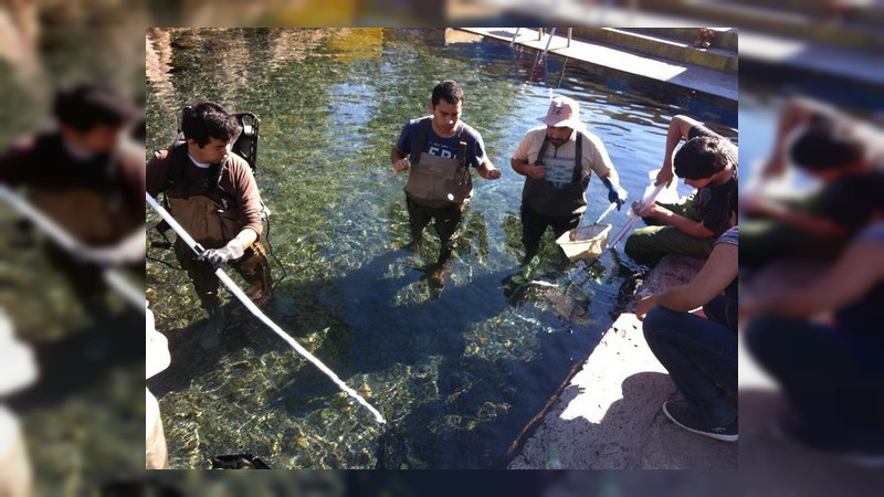 Logran investigadores de la UMSNH rescatar especie de la extinción