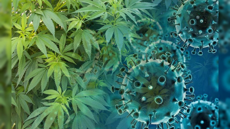Estudio revela que 2 ácidos en el cannabis previenen las infecciones por Covid-19 