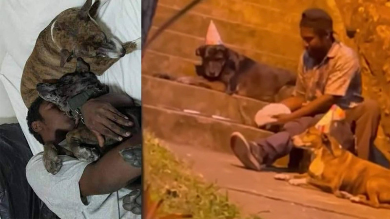 Ofrecen refugio a joven que celebró cumpleaños a sus perritos 