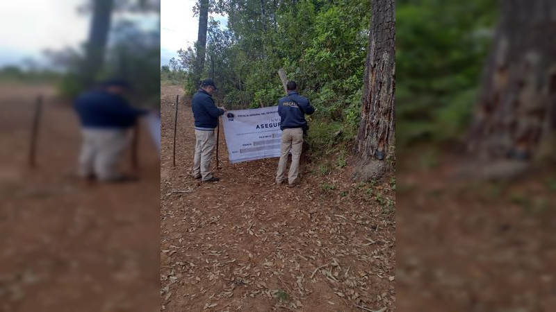 Aseguran predio deforestado; pretendían plantar aguacate 