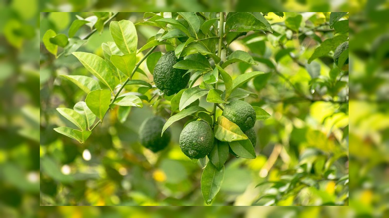 Al alza precio del kilo de limón producido en la Región Apatzingán, Michoacán 