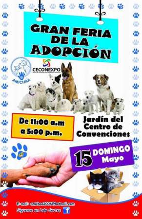 Este domingo, Gran Feria de Adopción Canina y Felina en el Centro de Convenciones  