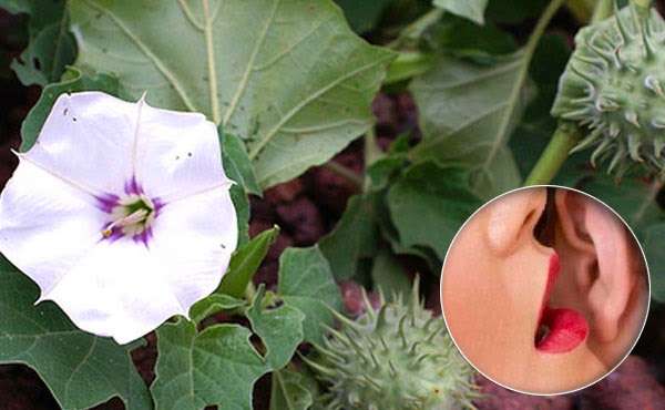 Toloache mortal para tu salud  