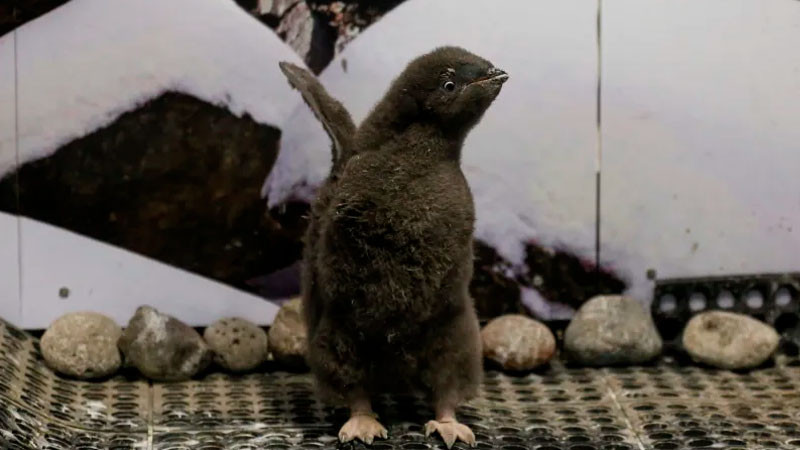 Nace pingüino en zoológico de Guadalajara 