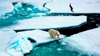 Científicos informan que el Ártico se calienta el doble de rápido que el resto del mundo