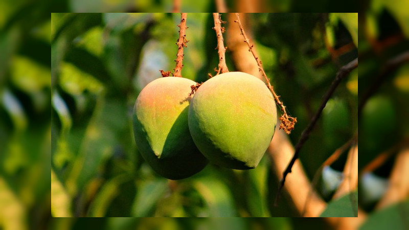 Con no muy buenos augurios, arranca temporada de Exportación De Mango 2022
