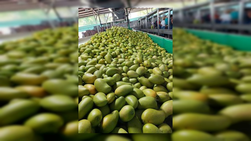 Con no muy buenos augurios, arranca temporada de Exportación De Mango 2022
