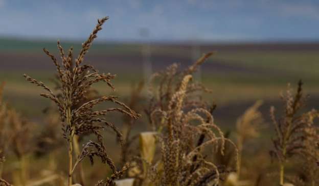  2017 año difícil para el sector rural  