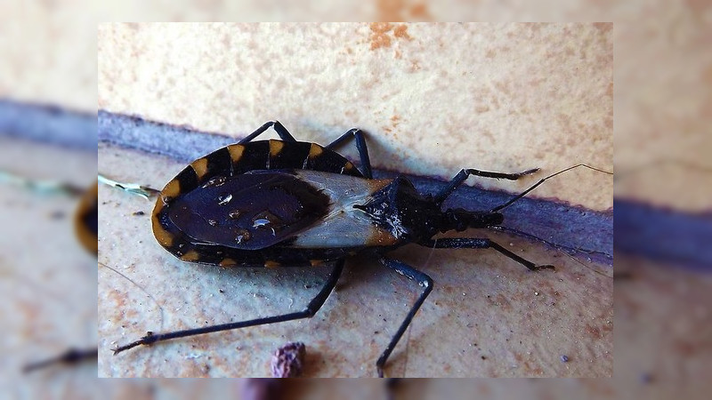 Limpieza en casas evita llegada de chinches portadoras de la enfermedad de Chagas: SSM 