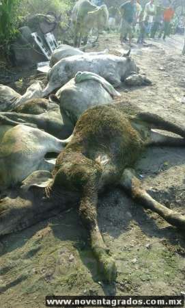 Varios animales muertos tras volcar tráiler con ganado en Buenavista, Michoacán - Foto 0 