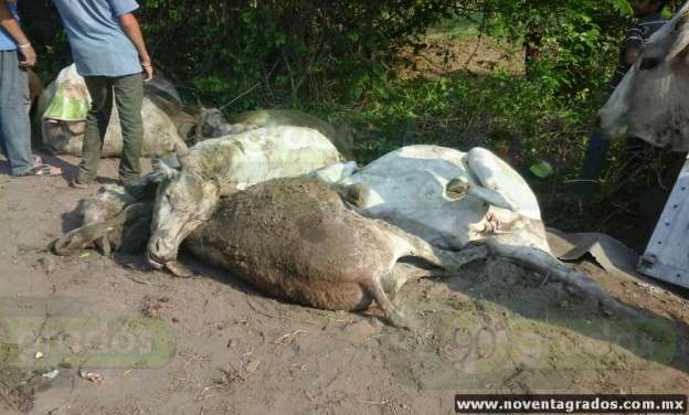 Varios animales muertos tras volcar tráiler con ganado en Buenavista, Michoacán - Foto 1 