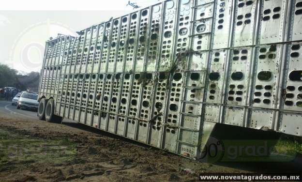 Varios animales muertos tras volcar tráiler con ganado en Buenavista, Michoacán - Foto 4 
