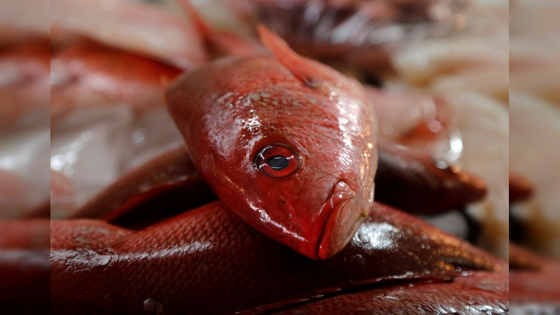 Pescados y mariscos frescos previenen enfermedades gastrointestinales; SSM 