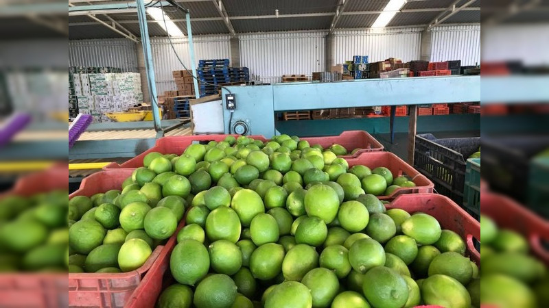 Limón michoacano se vende en promedio a $18 kg: Consejo del Sistema Producto Limón 