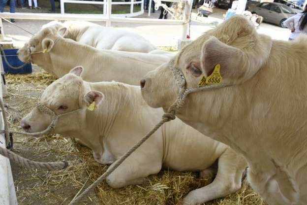 Expo Ganadera 2016 superó las expectativas  - Foto 1 