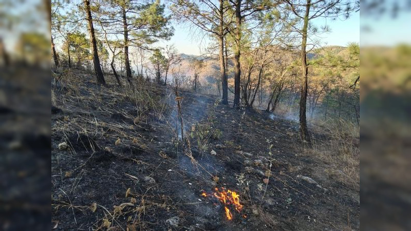 Actualmente hay 6 incendios forestales activos en Michoacán: COFOM 