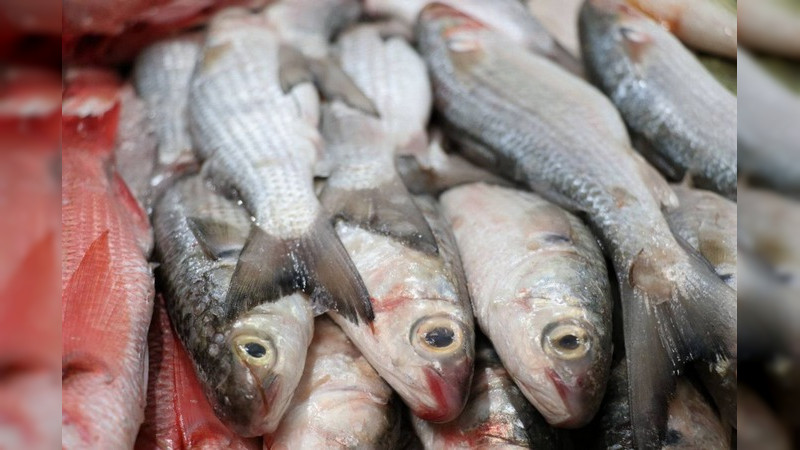 Pescado blanco del Lago de Pátzcuaro, tendrá marca colectiva: Sader