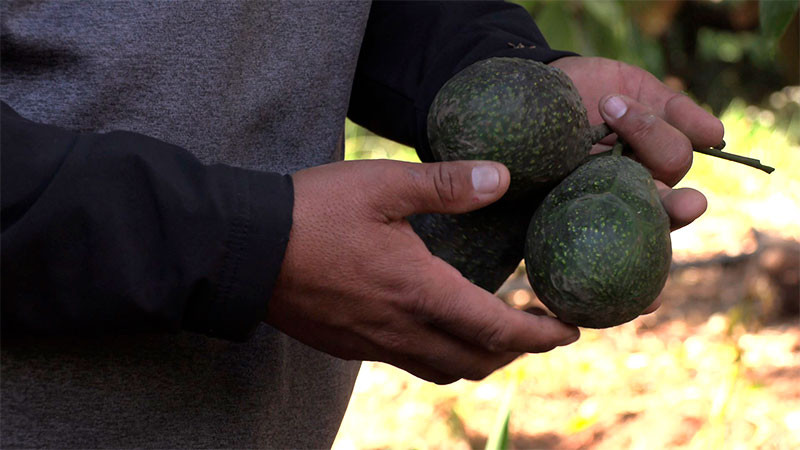 De cada 10 aguacates que entran a Estados Unidos 9 son del estado de Michoacán 