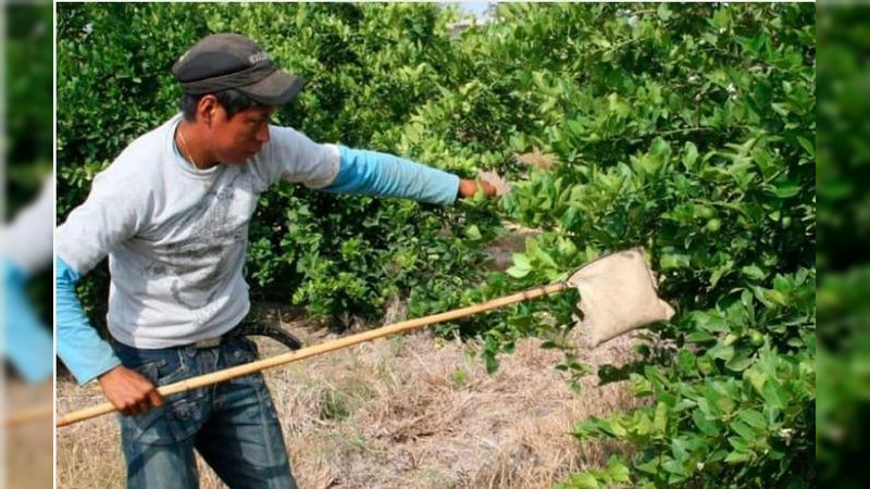 En la Región Apatzingán, aumentan las temperaturas y con ello el riesgo de "Golpe de Calor"