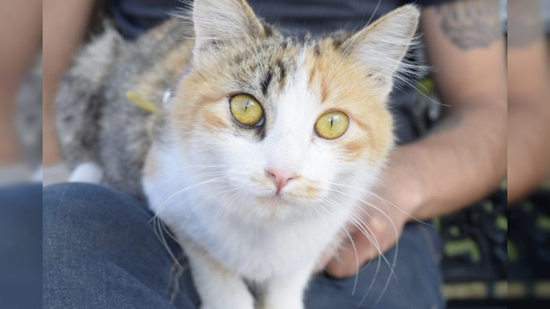 Más de 4 mil felinos y caninos han sido esterilizados en Michoacán: SSM