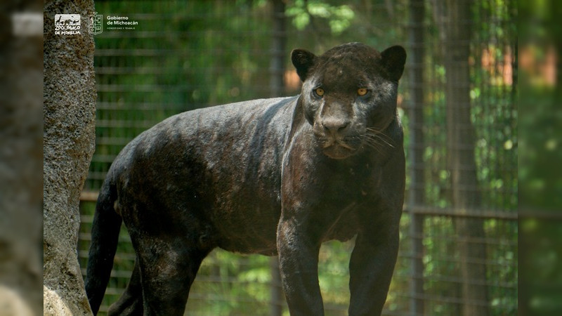 Zoológico de Morelia busca mejorar el albergue de los jaguares