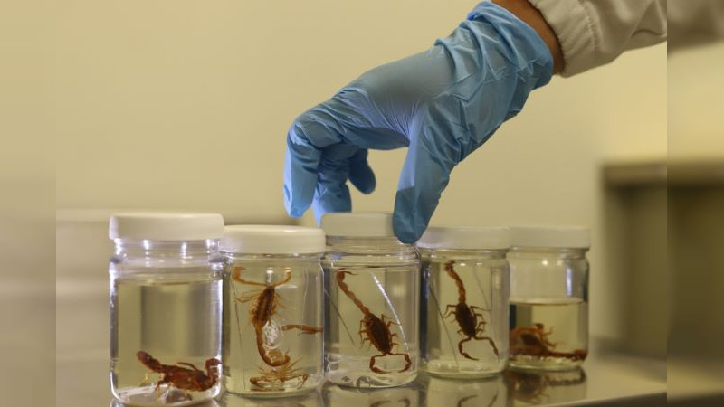 Más de 4 mil casos las picadura de alacrán registra Michoacán: SSM 