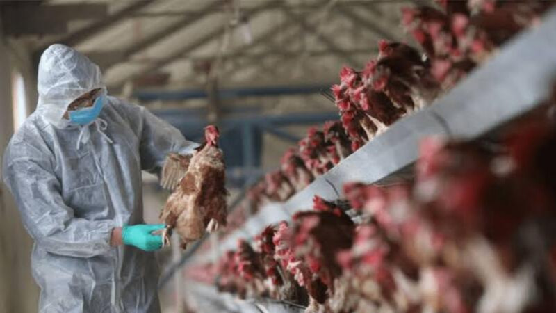 En EU confirman primer caso de Gripe Aviar H5N1 en humano 