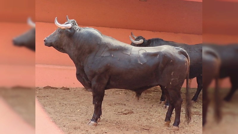 Ya están los toros de Hamdan en el Palacio del Arte 