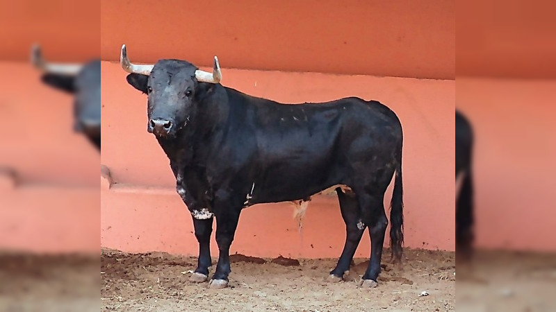 Ya están los toros de Hamdan en el Palacio del Arte 