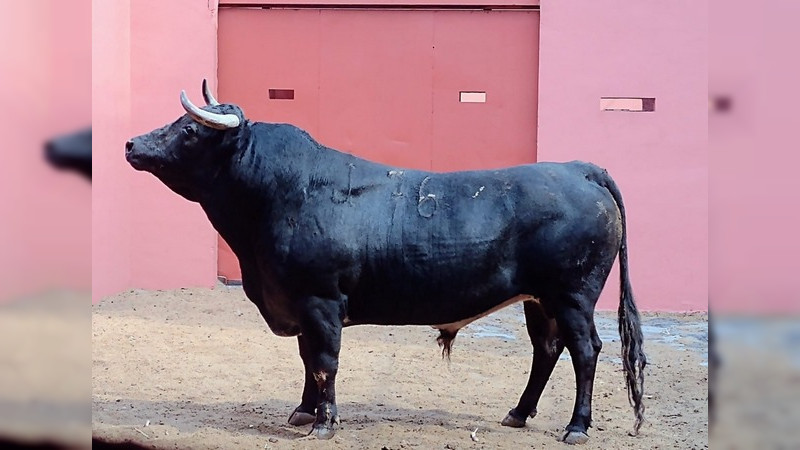 Ya están los toros de Hamdan en el Palacio del Arte 