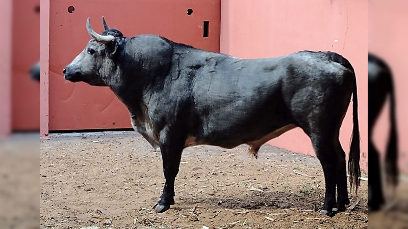 Ya están los toros de Hamdan en el Palacio del Arte 