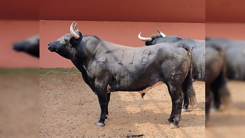 Ya están los toros de Hamdan en el Palacio del Arte 