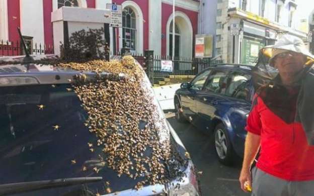 Más de 20,000 abejas invaden camioneta de una mujer de 65 años  - Foto 0 