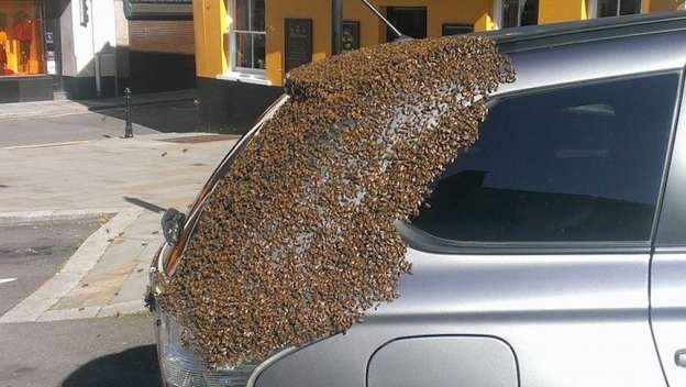 Más de 20,000 abejas invaden camioneta de una mujer de 65 años  - Foto 1 