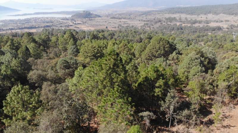 Cofom celebra 71 años preservando los bosques de Michoacán 