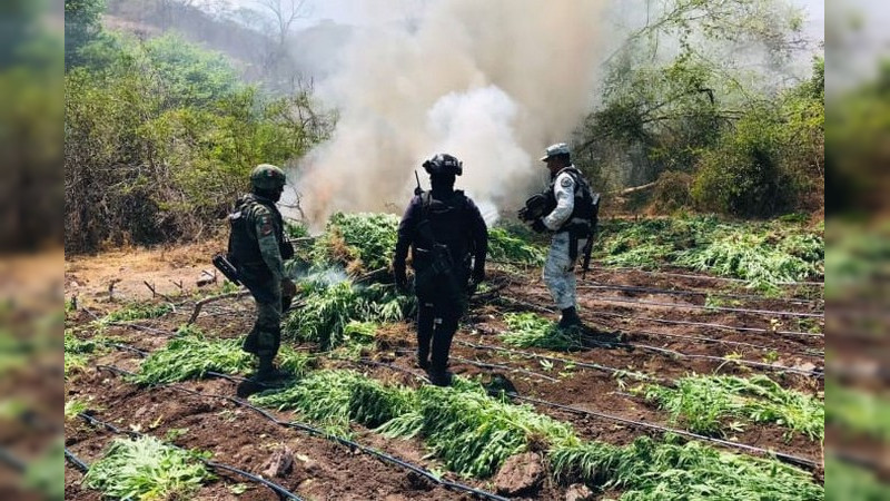 En acción coordinada localizan y destruyen ocho plantíos de marihuana en Tumbiscatío, Michoacán 