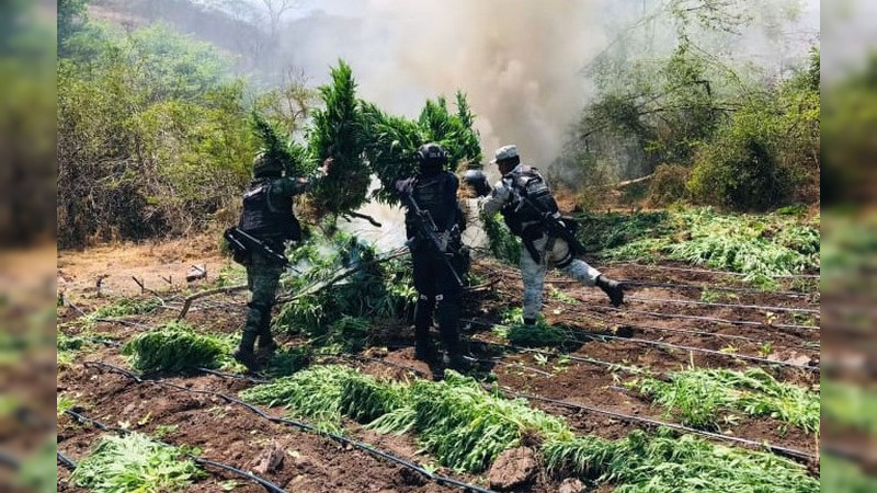 En acción coordinada localizan y destruyen ocho plantíos de marihuana en Tumbiscatío, Michoacán 