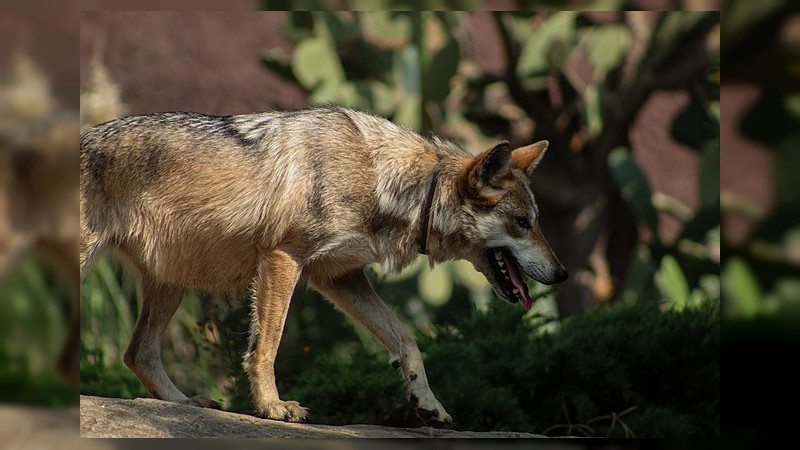 Salvan el brazo a niño atacado por un lobo en el Zoológico de Neza 