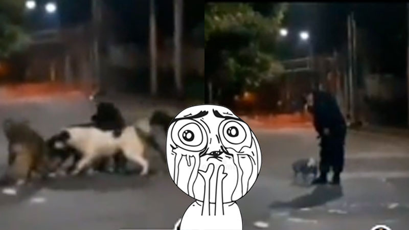 Policía salva a peludito que era atacado por jauría de perros y se gana el corazón de internautas 