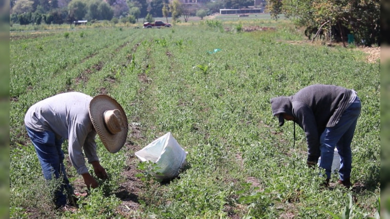 Registra balanza comercial agroalimentaria superávit de dos mil 872 mdd en primer trimestre de 2022 