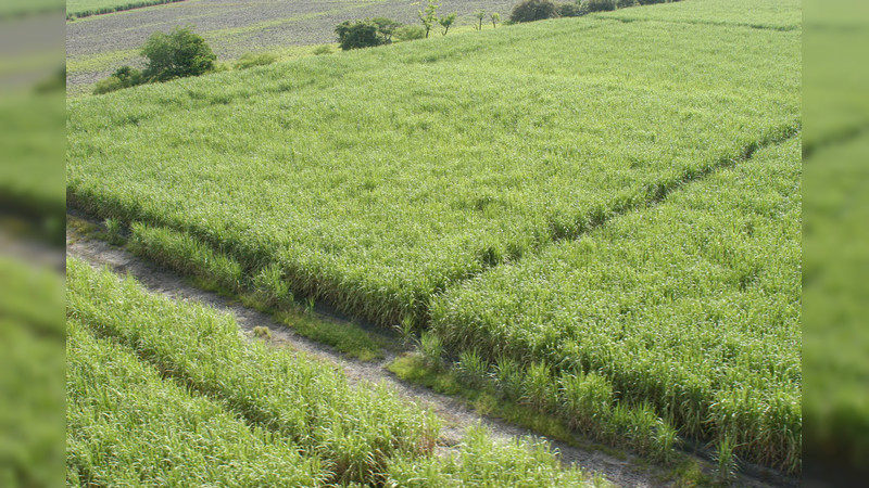 Creció en 8.3 por ciento producción agroalimentaria de México en 2021