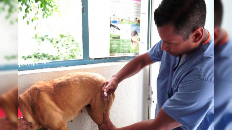 SSM mantiene puestos de vacunación antirrábica canina y felina en Morelia 