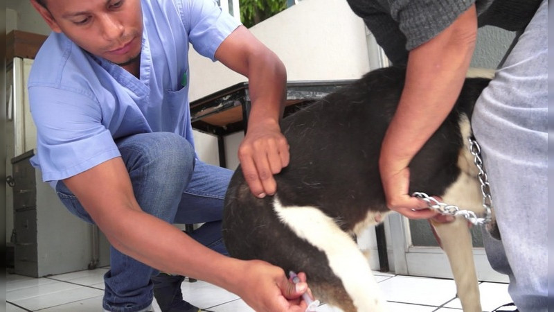 SSM mantiene puestos de vacunación antirrábica canina y felina en Morelia 