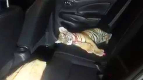 Vehículo de lujo extranjero choca y lo abandonan con cachorro de tigre - Foto 1 